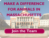 Make a difference for animals in Massachusetts